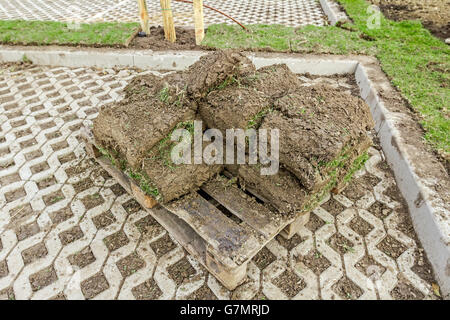 Stapel von Rasen Rasen rollt für einen Rasen, auf Holzpalette gestapelt. Stockfoto