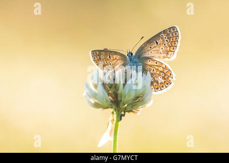 Schöne Vorderansicht eines gemeinsamen blauen Schmetterlings, Polyommatus Icarus, Trocknen seine Flügel auf eine weiße Blume des niederländischen Klee, Trifoli Stockfoto