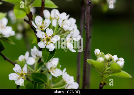 Blüten der gemeinsamen Birnbaum (Pyrus Communis). Selektiven Fokus auf eine einzige Blüte. Stockfoto