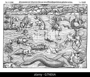 1550 ca., bebilderte Mittelalter Beschreibung der marine Monster der vielen Formen, einschließlich Seedrachen und Seeschlangen Stockfoto
