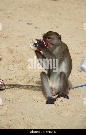 Longtaile Makaken Affen Getränke Softdrick aus Dose am Strand, Thailand Stockfoto