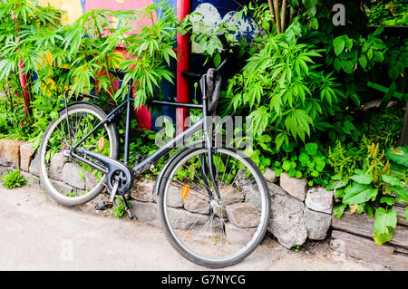 Ein Fahrrad ist gegen Marihuana Sträucher in einem Garten in Freetown Christiana, Copenhagen geparkt. Stockfoto