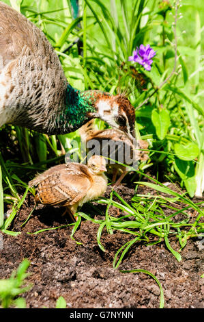 Solche mit peachicks Stockfoto