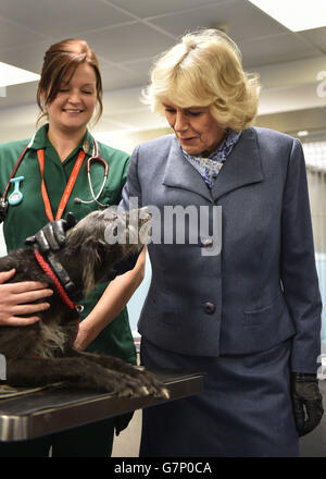 Herzogin von Cornwall Besuch in Beaumont Sainsbury Animal Hospital Stockfoto