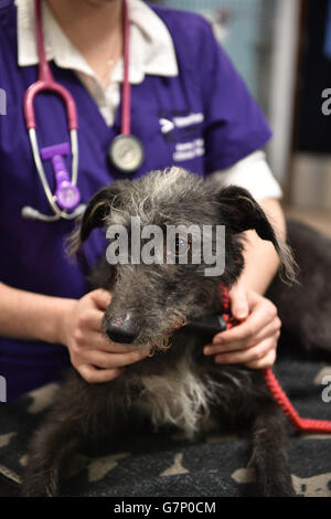 Dogmatrix, ein lurcher, war für eine Routineuntersuchung im Beaumont Sainsbury Animal Hospital am Royal Veterinary College in Camden, im Norden Londons, wo die Herzogin von Cornwall Mitarbeiter, Studenten und Patienten traf. Stockfoto