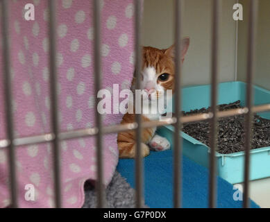 Eine schüchterne Katze im Beaumont Sainsbury Animal Hospital, am Royal Veterinary College in Camden, im Norden Londons, wo die Herzogin von Cornwall Mitarbeiter, Studenten und Patienten traf. Stockfoto