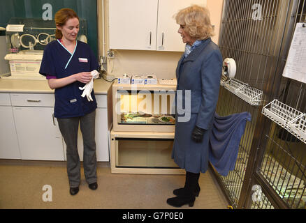 Die Herzogin von Cornwall bereitet sich darauf vor, einen kleinen Bartdrachen zu treffen, eines der exotischen Haustiere im Beaumont Sainsbury Animal Hospital, am Royal Veterinary College in Camden, Nord-London, wo sie Mitarbeiter, Studenten und Patienten traf. Stockfoto