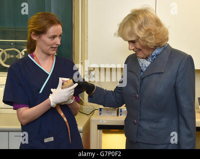 Die Herzogin von Cornwall trifft einen kleinen Bartdrachen, eines der exotischen Haustiere im Beaumont Sainsbury Animal Hospital, am Royal Veterinary College in Camden, im Norden Londons, wo sie Mitarbeiter, Studenten und Patienten traf. Stockfoto