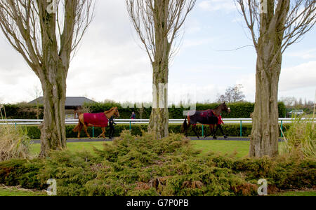 Pferderennen - Southwell Racecourse. Pferde werden um den Paradering geführt Stockfoto