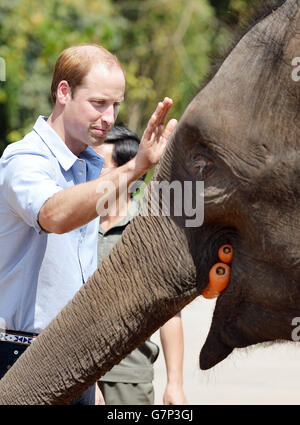 Der Herzog von Cambridge füttert Karotten zu Ran Ran, eine 13-jährige Elefantenweibin Xishuangbanna Heiligtum in Südchina. Stockfoto