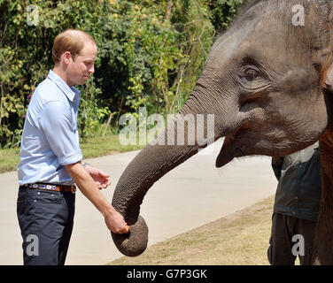 Der Herzog von Cambridge füttert Karotten zu Ran Ran, eine 13-jährige Elefantenweibin Xishuangbanna Heiligtum in Südchina. Stockfoto