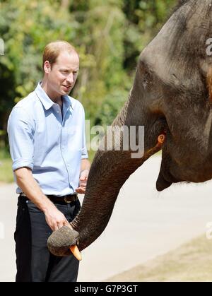 Der Herzog von Cambridge füttert Karotten zu Ran Ran, eine 13-jährige Elefantenweibin Xishuangbanna Heiligtum in Südchina. Stockfoto