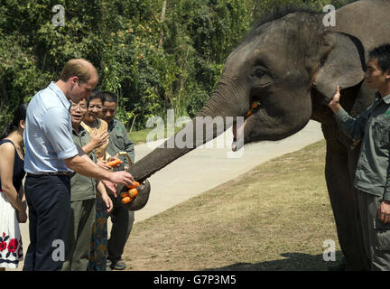 Der Herzog von Cambridge füttert Karotten zu Ran Ran, eine 13-jährige Elefantenweibin Xishuangbanna Heiligtum in Südchina. Stockfoto