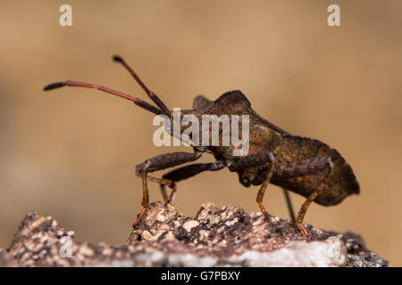 Dock Bug (Coreus Marginatus). Eine große und fleckig braun-Squashbug in der Familie Coreidae, mit einer breiten ovalen Bauch Stockfoto