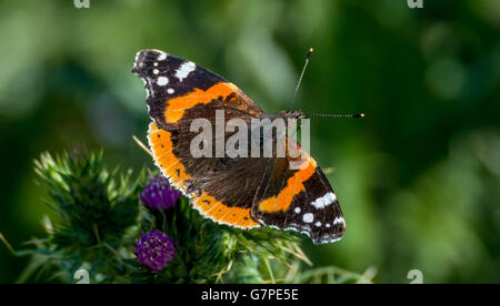 Red Admiral (Vanessa Atalanta) Schmetterling sitzen und Fütterung auf einer Distel Stockfoto