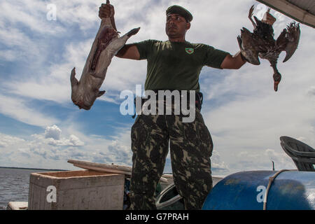 Beschlagnahme der illegalen Jagd von Amazonas Umwelt Staatspolizei in Manaus Stadt, Nord-Brasilien. Das Tiefland Paca zur rechten (Cuniculus Paca), auch bekannt als die gefleckte Paca ist ein großes Nagetier in tropischen und subtropischen Amerika gefunden. Stockfoto