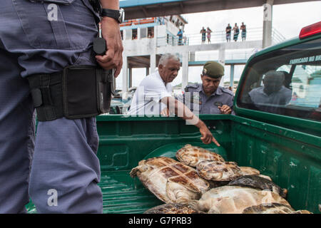 Amazon River Schildkröte, Beschlagnahme der illegalen Jagd von Amazonas Umwelt Staatspolizei in Manaus Stadt, Nord-Brasilien. Stockfoto