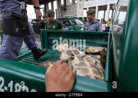 Amazon River Schildkröte, Beschlagnahme der illegalen Jagd von Amazonas Umwelt Staatspolizei in Manaus Stadt, Nord-Brasilien. Stockfoto