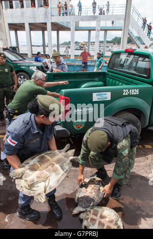 Amazon River Schildkröte, Beschlagnahme der illegalen Jagd von Amazonas Umwelt Staatspolizei in Manaus Stadt, Nord-Brasilien. Stockfoto