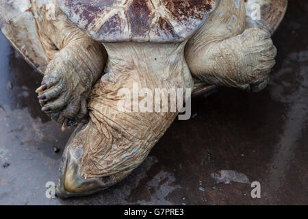 Amazon River Schildkröte, Beschlagnahme der illegalen Jagd von Amazonas Umwelt Staatspolizei in Manaus Stadt, Nord-Brasilien. Stockfoto