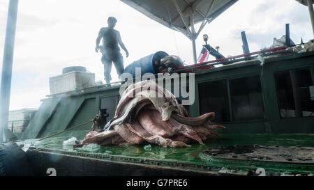 Beschlagnahme der illegalen Fischerei von Amazonas Umwelt Staatspolizei in Manaus Stadt, Nord-Brasilien - Pirarucu Fischfilet Streifen - der Pirarucu, auch bekannt als Arapaima oder Paiche (Arapaima Gigas) ist eine südamerikanische Tropische Süßwasserfische, es ist ein lebendes Fossil und eines der größten Süßwasserfische der Welt. Stockfoto