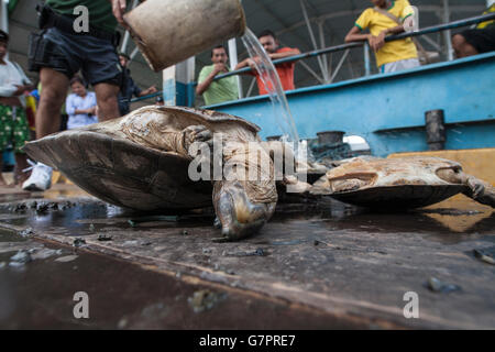 Amazon River Schildkröte, Beschlagnahme der illegalen Jagd von Amazonas Umwelt Staatspolizei in Manaus Stadt, Nord-Brasilien. Stockfoto