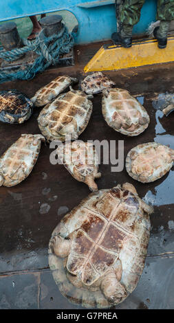 Amazon River Schildkröte, Beschlagnahme der illegalen Jagd von Amazonas Umwelt Staatspolizei in Manaus Stadt, Nord-Brasilien. Stockfoto