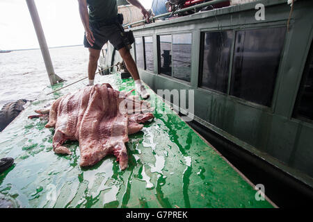 Beschlagnahme der illegalen Fischerei von Amazonas Umwelt Staatspolizei in Manaus Stadt, Nord-Brasilien - Pirarucu Fischfilet Streifen - der Pirarucu, auch bekannt als Arapaima oder Paiche (Arapaima Gigas) ist eine südamerikanische Tropische Süßwasserfische, es ist ein lebendes Fossil und eines der größten Süßwasserfische der Welt. Stockfoto