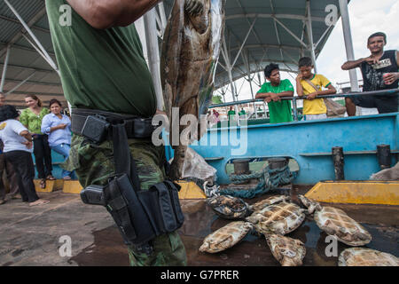 Amazon River Schildkröte, Beschlagnahme der illegalen Jagd von Amazonas Umwelt Staatspolizei in Manaus Stadt, Nord-Brasilien. Stockfoto