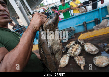 Amazon River Schildkröte, Beschlagnahme der illegalen Jagd von Amazonas Umwelt Staatspolizei in Manaus Stadt, Nord-Brasilien. Stockfoto