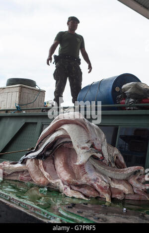 Beschlagnahme der illegalen Fischerei von Amazonas Umwelt Staatspolizei in Manaus Stadt, Nord-Brasilien - Pirarucu Fischfilet Streifen - der Pirarucu, auch bekannt als Arapaima oder Paiche (Arapaima Gigas) ist eine südamerikanische Tropische Süßwasserfische, es ist ein lebendes Fossil und eines der größten Süßwasserfische der Welt. Stockfoto