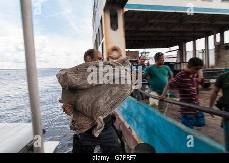 Amazon River Schildkröte, Beschlagnahme der illegalen Jagd von Amazonas Umwelt Staatspolizei in Manaus Stadt, Nord-Brasilien. Stockfoto