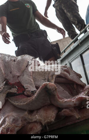 Beschlagnahme der illegalen Fischerei von Amazonas Umwelt Staatspolizei in Manaus Stadt, Nord-Brasilien - Pirarucu Fischfilet Streifen - der Pirarucu, auch bekannt als Arapaima oder Paiche (Arapaima Gigas) ist eine südamerikanische Tropische Süßwasserfische, es ist ein lebendes Fossil und eines der größten Süßwasserfische der Welt. Stockfoto