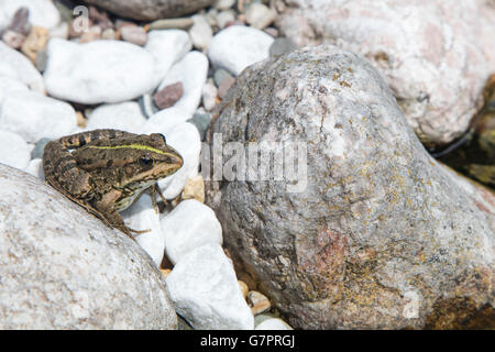 Detail der Europäischen Frosch auf einem abgerundeten Flussstein an einem sonnigen Tag Stockfoto