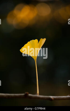 Blume, die aus einem Glied mit dunklem Hintergrund und hintergrundbeleuchtetem pazifischem Nordwesten wächst, Stockfoto