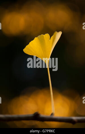 Blume, die aus einem Glied mit dunklem Hintergrund und hintergrundbeleuchtetem pazifischem Nordwesten wächst, Stockfoto