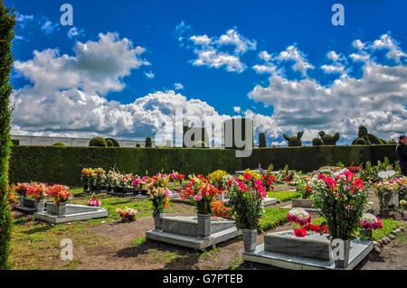 Tulcan ist bekannt für die aufwendigsten Hecke In der neuen Welt, wo die Bäume die Form wie die Tiere, Torbögen, Engel haben Stockfoto