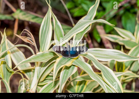 Nahaufnahme von einer fragilen Transandina Rinder Herz Schmetterling sitzt auf einem grünen Blatt Stockfoto