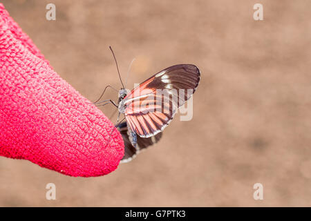 Rotvieh Herz Schwalbenschwanz Schmetterling, Anden, Südamerika Stockfoto