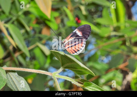 Winzige rote Rinder Herz Schmetterling, Amazonas Regenwald, Südamerika Stockfoto