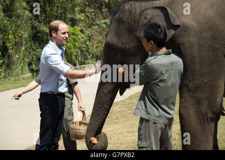 Der Herzog von Cambridge füttert Karotten zu Ran Ran, eine 13-jährige Elefantenweibin Xishuangbanna Heiligtum in Südchina. Stockfoto