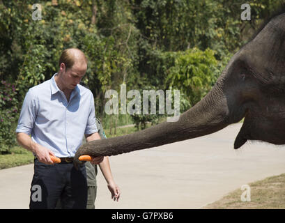 Der Herzog von Cambridge füttert Karotten zu Ran Ran, eine 13-jährige Elefantenweibin Xishuangbanna Heiligtum in Südchina. Stockfoto