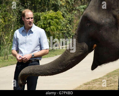 Der Herzog von Cambridge füttert Karotten zu Ran Ran, eine 13-jährige Elefantenweibin Xishuangbanna Heiligtum in Südchina. Stockfoto