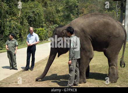 Der Herzog von Cambridge füttert Karotten zu Ran Ran, eine 13-jährige Elefantenweibin Xishuangbanna Heiligtum in Südchina. Stockfoto