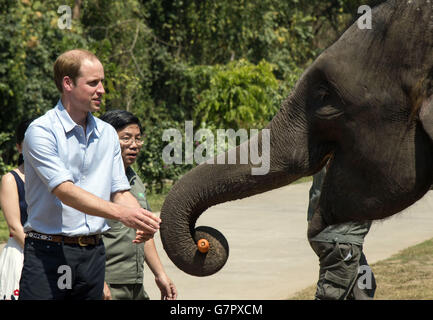 Der Herzog von Cambridge füttert Karotten zu Ran Ran, eine 13-jährige Elefantenweibin Xishuangbanna Heiligtum in Südchina. Stockfoto