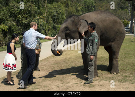 Der Herzog von Cambridge füttert Karotten zu Ran Ran, eine 13-jährige Elefantenweibin Xishuangbanna Heiligtum in Südchina. Stockfoto