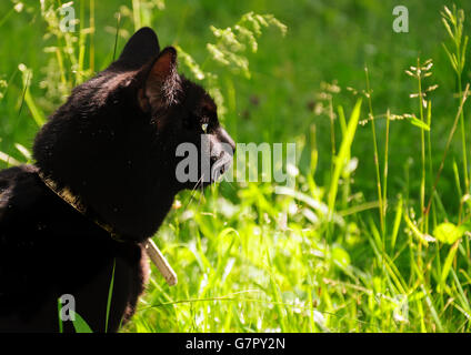 Schwarze Katze, die sitzt im Garten Stockfoto