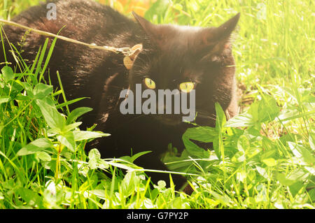 Schwarze Katze, die sitzt auf der grünen Wiese Stockfoto