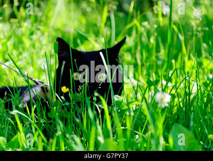 Schwarze Katze im Garten Stockfoto