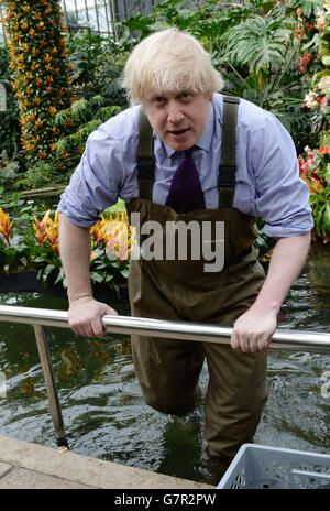 Der Bürgermeister von London Boris Johnson pflanzt Blumen in den Royal Botanical Gardens, wo er zusammen mit Kew-Lehrlingen, Diplomstudenten und Kew-Gärtnerinnen Carlos Magdalena junge Victoria Amazonica Waterlilies, eine bunte Mischung aus Wasserlilien und Lotuspflanzen, im Princess of Wales Conservatory in Kew Gardens pflanzenließ. Stockfoto